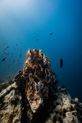 Large giant barrel sponge growing on rocky coral reef in deep blue ocean. © PIPE DIVE UNDERWATER