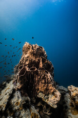 Large giant barrel sponge growing on rocky coral reef in deep blue ocean. © PIPE DIVE UNDERWATER