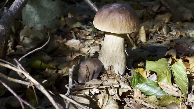 Boletus mushrooms growing on the ground in the forest