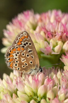 Brown Argus (Aricia agestis) on Pink Sedum (Hylotelephium 'Herbstfreude'), displaying the intricate patterned underside of its hindwings and forewings