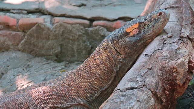 potrait of a komodo dragon