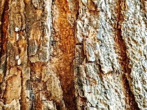 bark of a tree