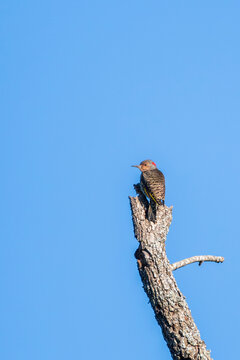 Northern Flicker Perched Atop Dead Tree Trunk