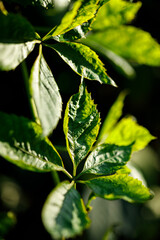 Close-up of vibrant green plant leaves illuminated by dappled sunlight with shallow depth of field © AJ_stock_photos