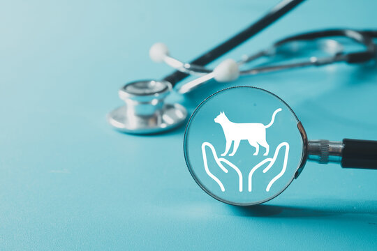 Medical stethoscope on a blue background with a digital graphic overlay of hands holding a cat. Concept of veterinary medicine, feline health care, animal hospital, and pet insurance protection.