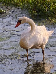 swan on the lake Trasimeno © Carlo