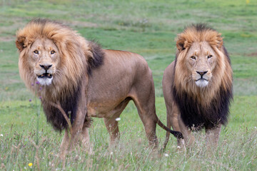 Two adult male lions standing side by side in grassy savanna with full manes and alert expressions, frontal viewpoint showing faces and bodies in soft overcast light © photogallet
