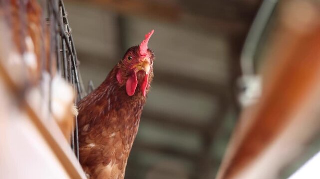 Brown egg laying hen peeking head out from cage in poultry farm, representing livestock agriculture, industrial egg production business, avian husbandry, and farming concept
