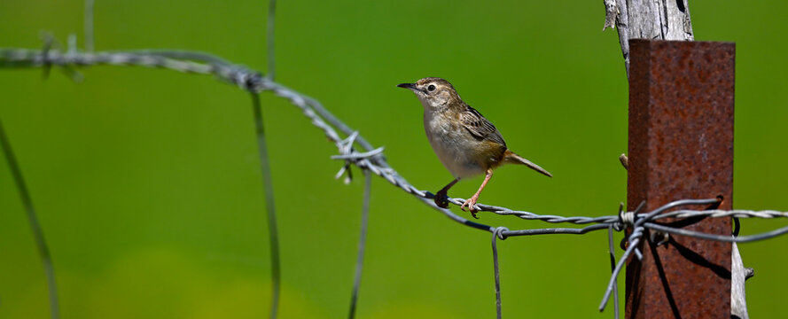 Zitting cisticola // Zistens&auml;nger, Cistens&auml;nger (Cisticola juncidis) - Do&ntilde;ana National Park, Spain
