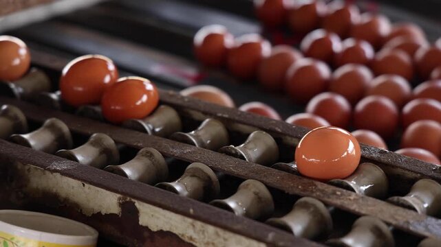 Fresh brown chicken eggs moving on automated conveyor belt in poultry farm grading production line, representing food industry, industrial agriculture, agribusiness, and quality sorting process