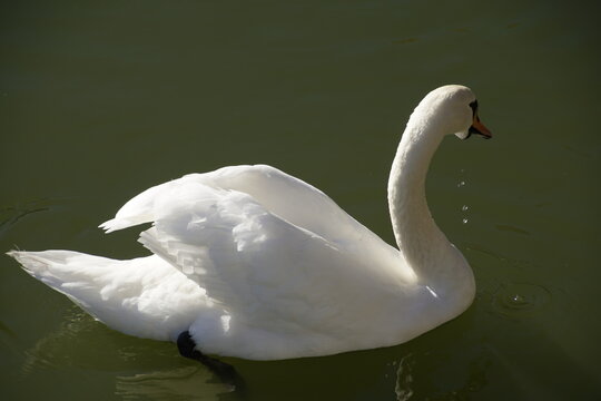 A beautiful adult white mute swan (Cygnus olor) swimming gracefully in the calm dark green water of a pond or lake. Elegant side profile view of the bird with water droplets dripping 