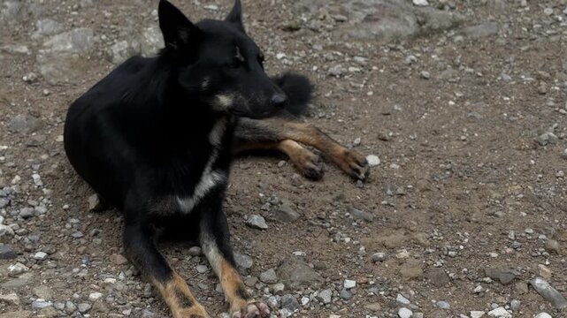 Black and tan shepherd mix rests on rocky ground before standing and facing the camera, with its tail moving in an outdoor setting