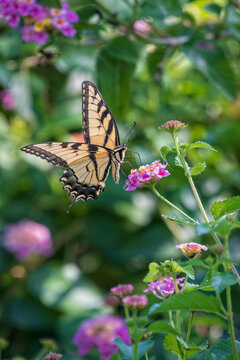 Tiger Swallowtail Feeding on Purple Lantana