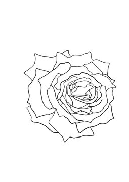 Top view blooming rose flower line art outline illustration. Isolated sketch of peony or ranunculus vector element for coloring page, wedding invitation, textile pattern, and minimalist logo design.