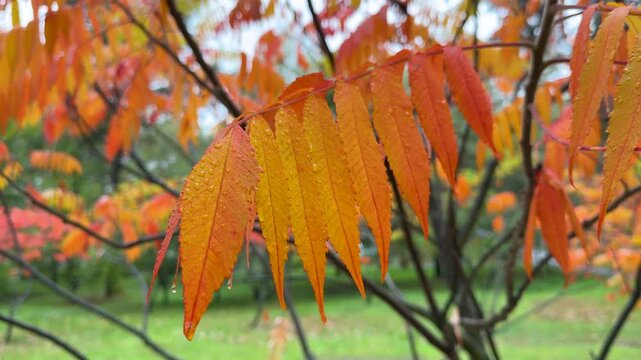 Close up of bright autumn foliage with water drops glistening on red rowan leaves after rain in fall season. Autumnal Beauty in Detail