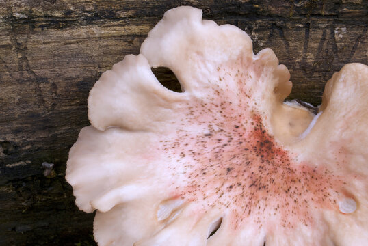 Berkeley polypore bracket fungus on decaying tree trunk