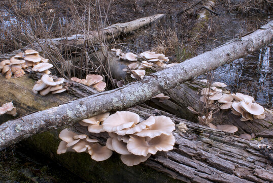 Berkeley polypore mushrooms on decaying log in woodland stream