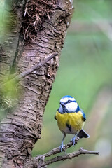 blue tit on a branch © Bernhard