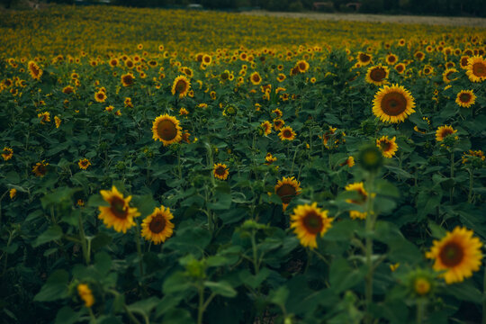 Sunflower field at golden hour in rural farmland landscape