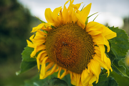Sunflower with bee in agricultural field at sunset