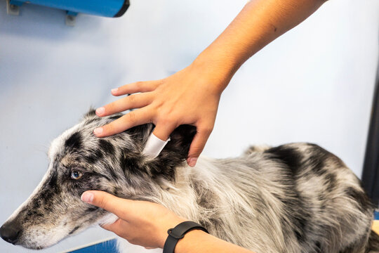 Dog ear cleaning by groomer at pet salon