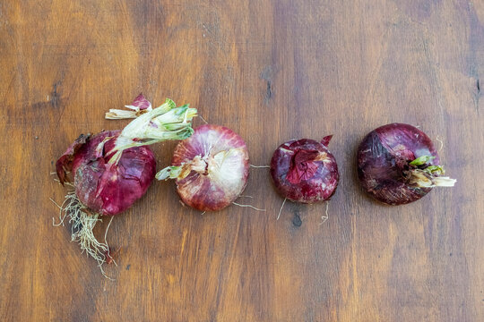 Red onion peel on rustic wooden surface