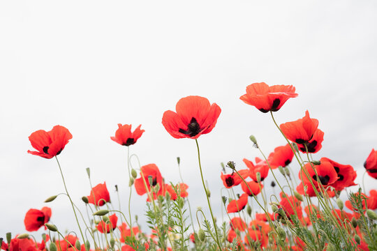 Blooming red poppy field beneath a soft white sky