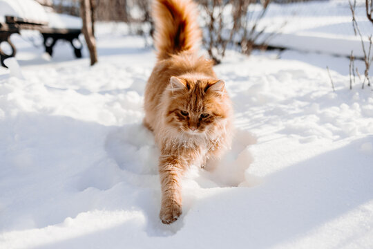 Ginger cat resting in snow during a bright winter day