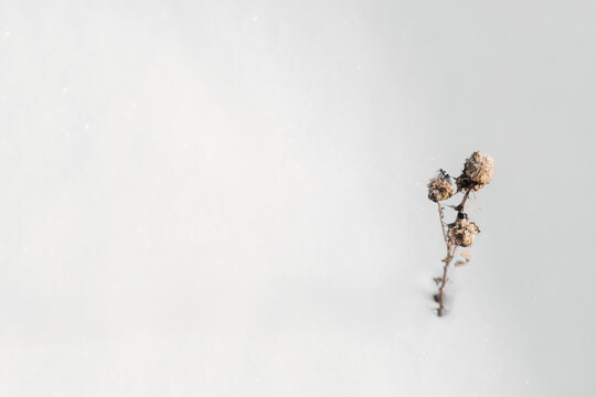 Frosted dried plant stem in soft winter snowfall