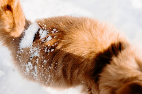 Ginger cat fur with snowflakes macro winter texture
