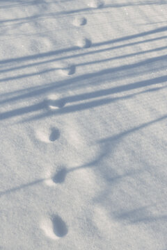 Footprint in snow with long winter shadows