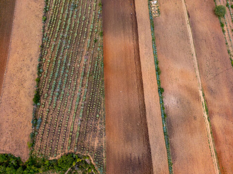 Aerial view of agave field for traditional Mexican mezcal