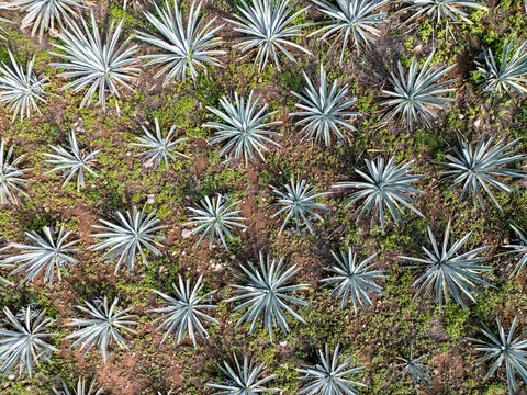 Aerial view of artisanal mezcal agave plantation in Mexico