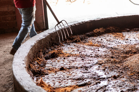 Traditional mezcal production with cooked agave in a tahona
