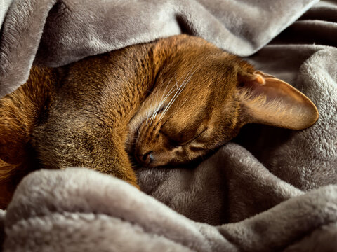 Abyssinian cat sleep under a soft gray blanket