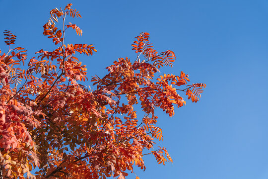 Autumn leaves frame clear blue sky with copy space