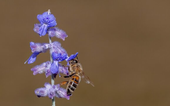 Honey bee pollinator on purple flower against brown background