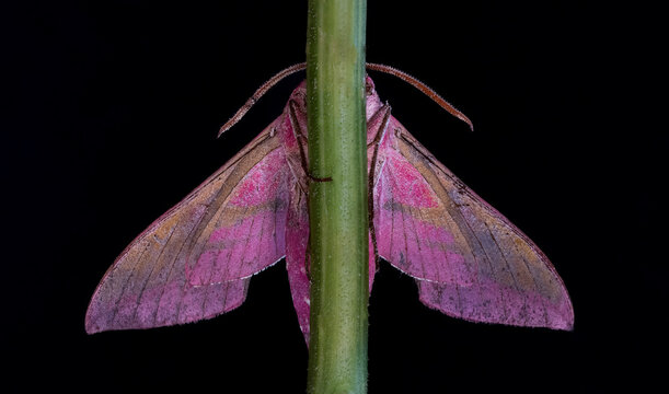 Elephant hawk-moth Deilephila elpenor on green stem