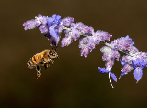 Honey bee approach purple flower for nectar collection