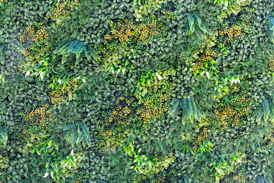Artificial green wall background with dense vertical garden foliage texture