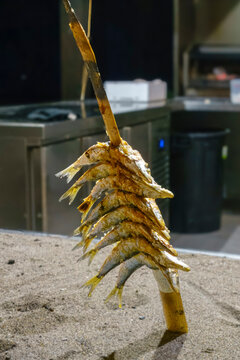 Fresh sardines skewered on a bamboo cane cooking in traditional Malaga style