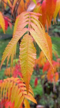 Beautiful autumn nature footage of wet red and yellow sumac leaves covered in morning dew drops