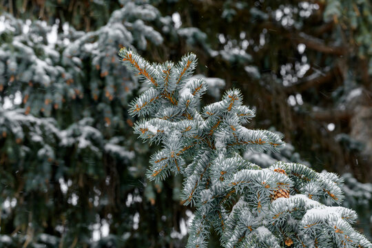 Snow-covered evergreen branches during a gentle winter snowfall