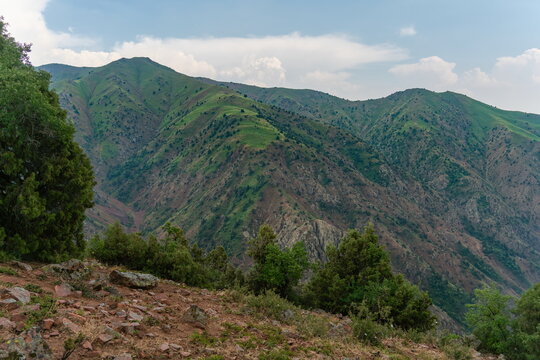 Green ridge with scattered juniper trees and a rocky foreground slope in the Chatkal mountains under a cloudy summer sky, Uzbekistan.