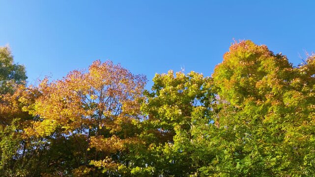 Orange yellow and green autumn tree crowns seen from below against a clear blue sky.