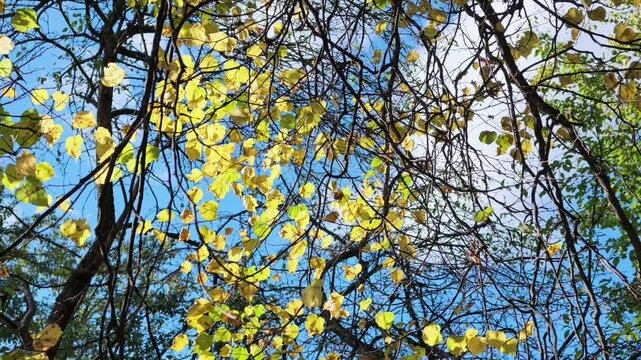 Yellow linden leaves on thin branches seen from below against a blue sky in autumn.