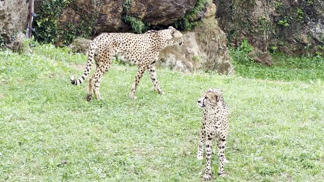 Cheetah pair walk across grassy zoo enclosure