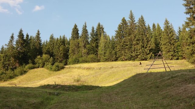 Carpathian mountain meadow with spruce forest and wooden hayrack