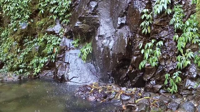 A wide, low angle tilt up video showing a small natural waterfall trickling down a tall dark stone cliff covered in green moss and lush creeping foliage in the wilderness.