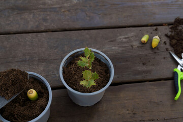 Oak seedlings growing in pots, next to an acorn and garden tools on a rustic wooden table, representing sustainability and nature © JOSEANTONA